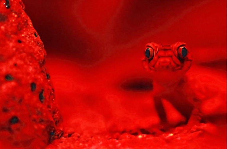 Ein süßer Gecko. Dieses Rotlicht könnte ich gerade noch akzeptieren...